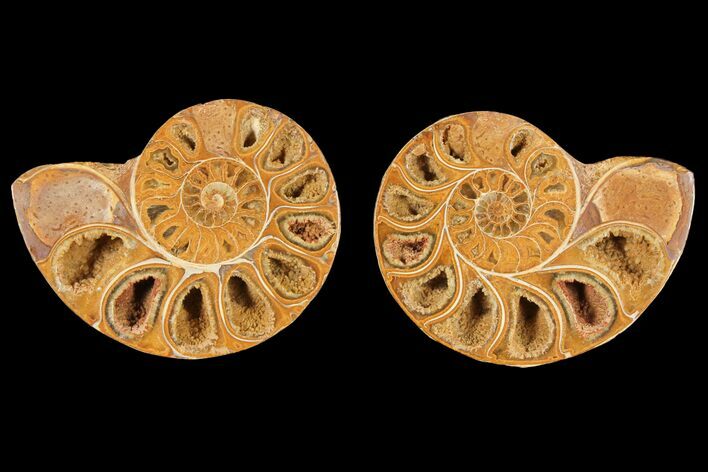 Cut & Polished Agatized Ammonite Fossil- Jurassic #131633